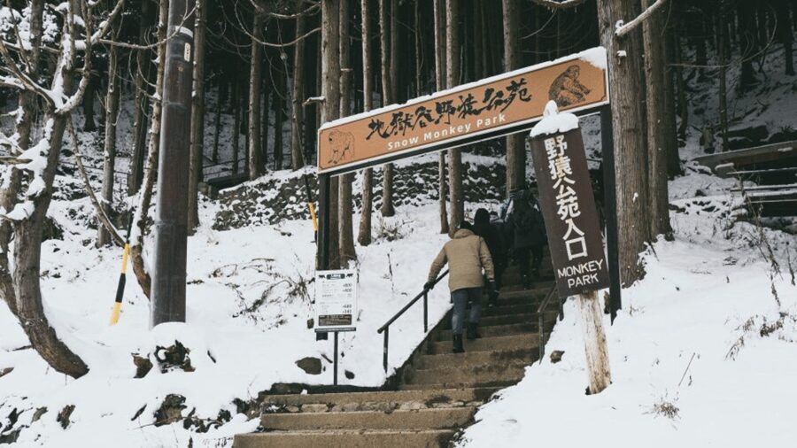 From Tokyo: Private Tour Snow Monkey Park & Zenko-ji Temple - What to bring and what to expect on the day