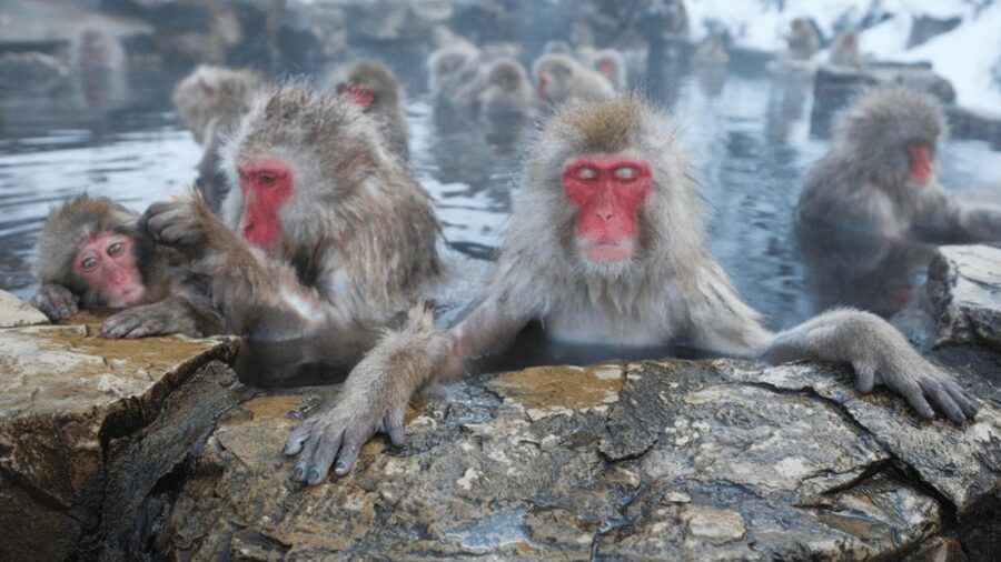 From Tokyo: Private Tour Snow Monkey Park & Zenko-ji Temple - A private car changes the Nagano equation