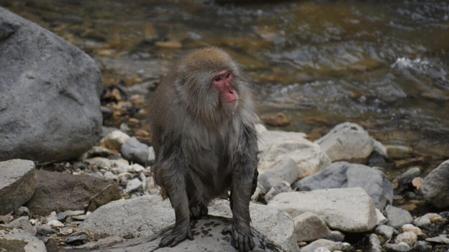 From Tokyo: Private Tour Snow Monkey Park & Zenko-ji Temple - Zenko-ji Temple brings the culture
