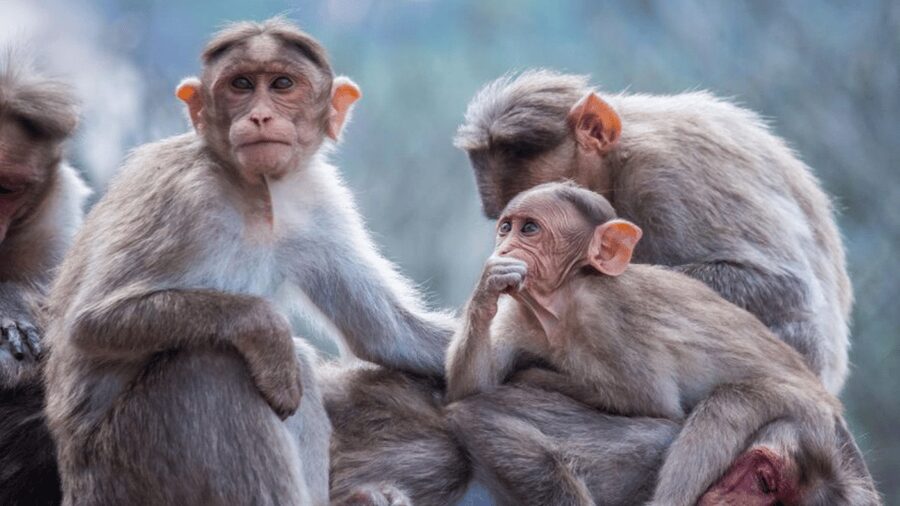 From Tokyo: Private Tour Snow Monkey Park & Zenko-ji Temple - Obuse adds food, art, and a small-town finish