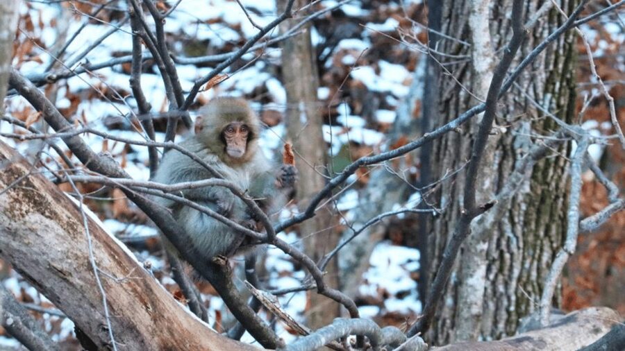 From Tokyo: Private Tour Snow Monkey Park & Zenko-ji Temple - How flexible is the itinerary?
