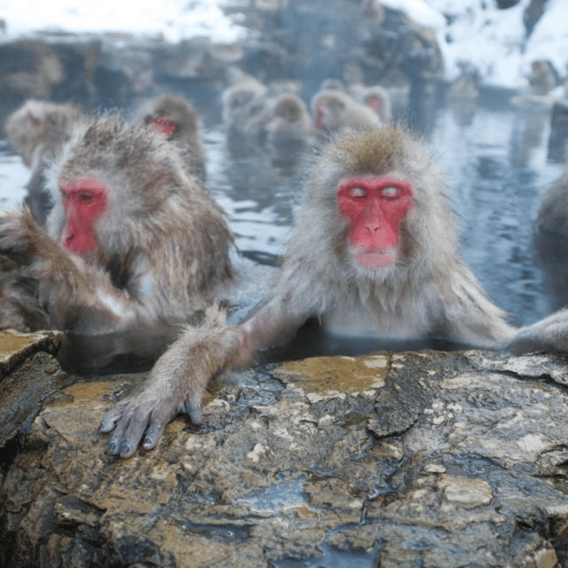From Tokyo: Snow Monkey Park & Zenko-ji Temple Private Tour - Why the snow monkeys are worth the long ride
