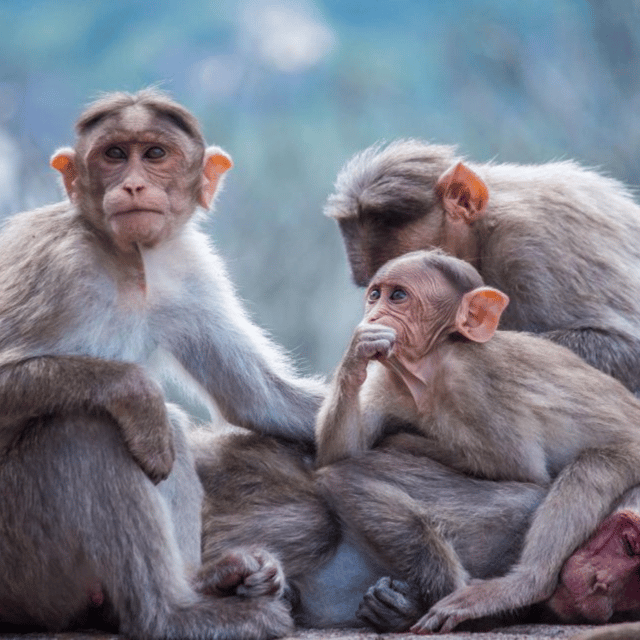 From Tokyo: Snow Monkey Park & Zenko-ji Temple Private Tour - Shibu Onsen is the smart final stop