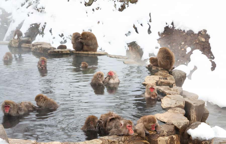 From Tokyo: Snow Monkeys and Zenkoji Temple Day Trip - Walking into Jigokudani Snow Monkey Park