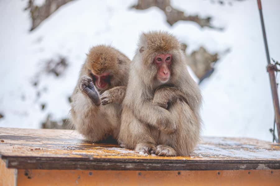 From Tokyo: Snow Monkeys and Zenkoji Temple Day Trip - Ojoji Temple and a quieter finish