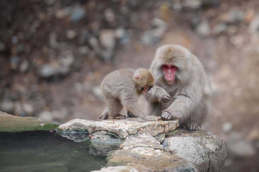 From Tokyo: Snow Monkeys and Zenkoji Temple Day Trip - Who should book this day trip?