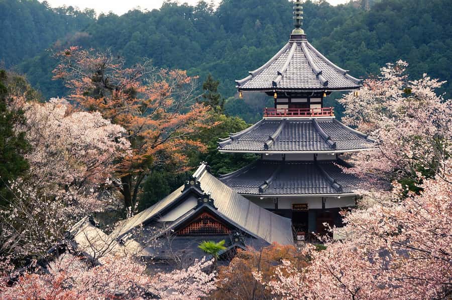 Fukuoka: Beppu Hells HotSpring, Frog Temple & Yufuin DayTrip - Why this Fukuoka day trip makes sense