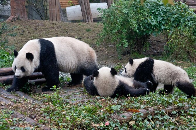 Giant Panda and Leshan Buddha Day Trip from Chengdu - Lunch and Xiba tofu in Leshan
