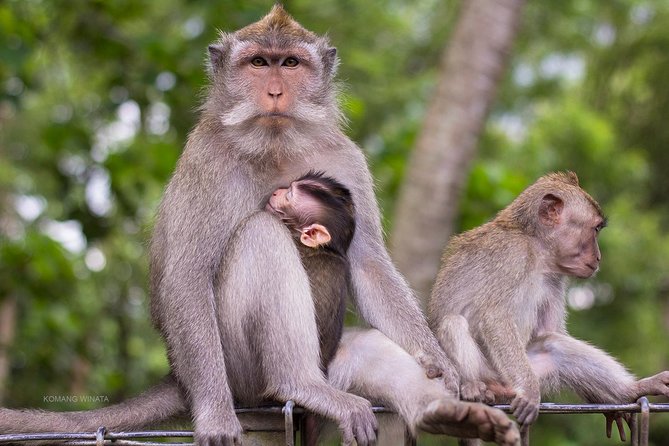 Gorilla Cave ATV Bali Ubud, Monkey Forest, Temple, and Lunch - Walking through the Sacred Monkey Forest