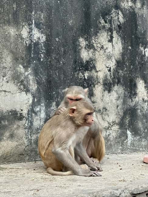 Jaipur: Monkey Temple and Sun Temple Guided Tour - Galta Ji, Jaipur’s Temple Valley of Springs and Monkeys