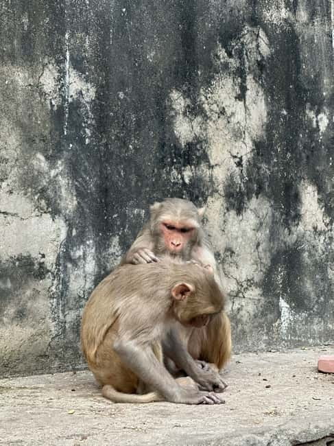 Jaipur: Monkey Temple and Sun Temple Guided Tour - The Sun Temple Climb and Jaipur Views