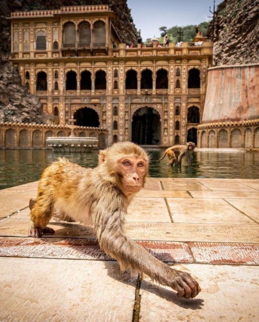 Jaipur sightseeing tour with monkey temple (Galta ji temple) - Key points at a glance