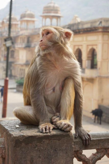 Jaipur sightseeing tour with monkey temple (Galta ji temple) - Jal Mahal and the best quick photograph