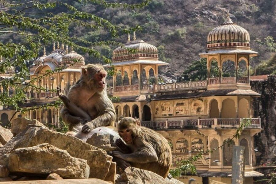 Jaipur sightseeing tour with monkey temple (Galta ji temple) - Jantar Mantar and Jaipur’s remarkable stone instruments