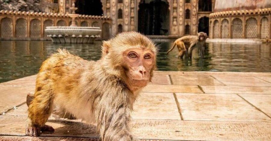 Jaipur sightseeing tour with monkey temple (Galta ji temple) - Amber Fort and the road into Jaipur’s royal past
