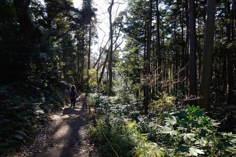 Kamakura: Daibutsu Hiking Trail Tour with Local Guide - Key points to know before booking