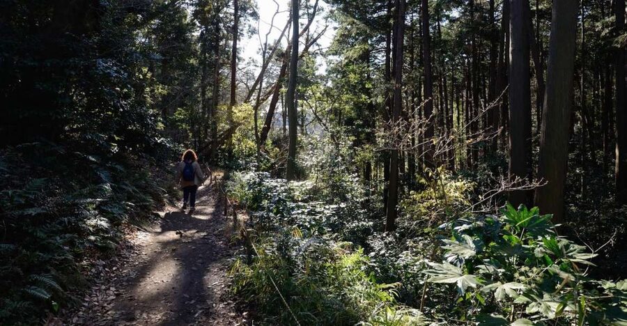 Kamakura: Daibutsu Hiking Trail Tour with Local Guide - Why the Daibutsu Trail is the right way to see Kamakura