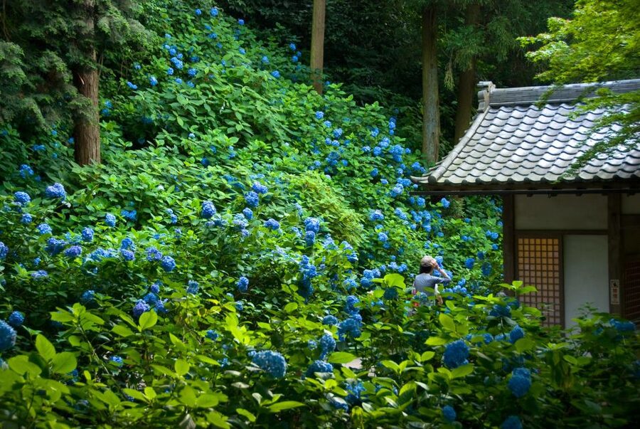 Kamakura: Great Buddha, Hase Temple, & Komachi Street Tour - Key points to know before you book