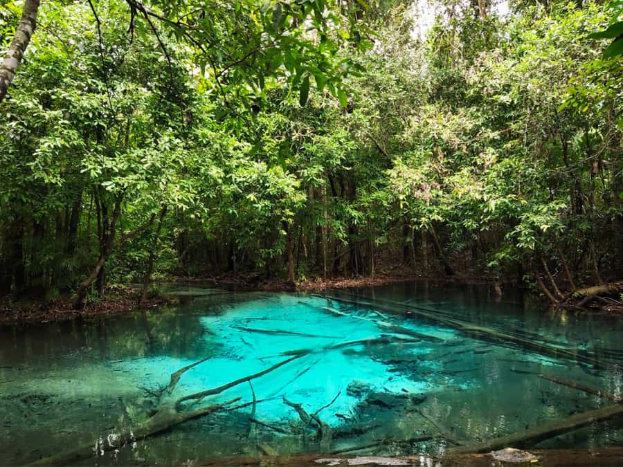 Ko Lanta: Full Day Emerald Pool&Hot Spring With Tiger Temple - Hot Stream Krabi: a natural hot tub with a cool escape