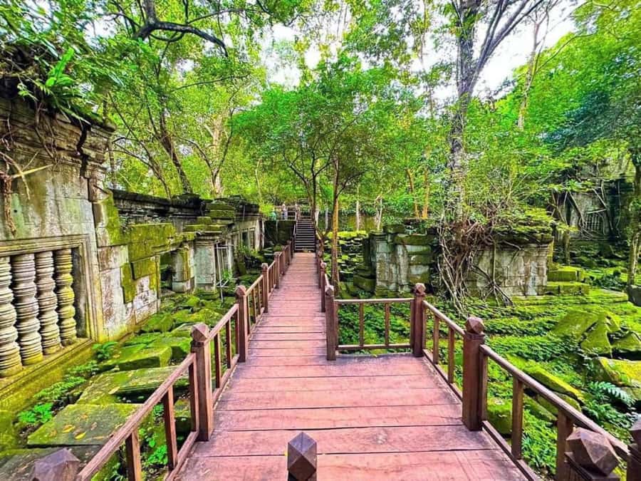 Koh Ker & Beng Mealea Temple Guided Tour - Beng Mealea Under the Trees