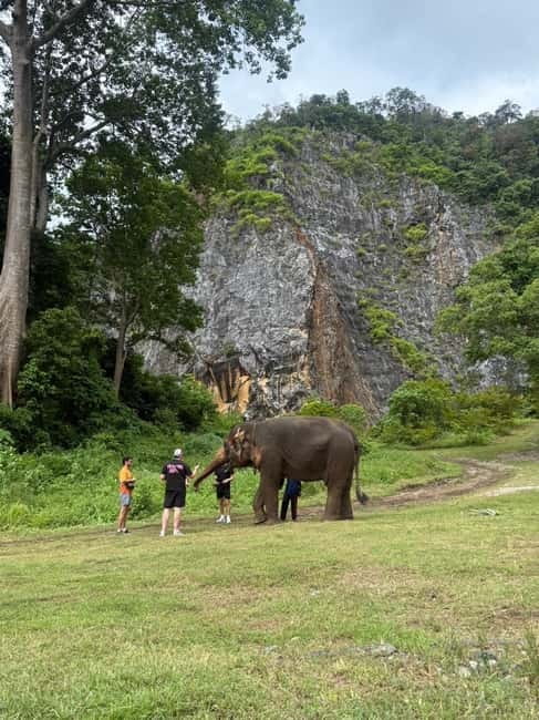 Krabi: Ethical Elephant Sanctuary & Tiger Cave Temple Tour - Two very different Krabi experiences in one morning