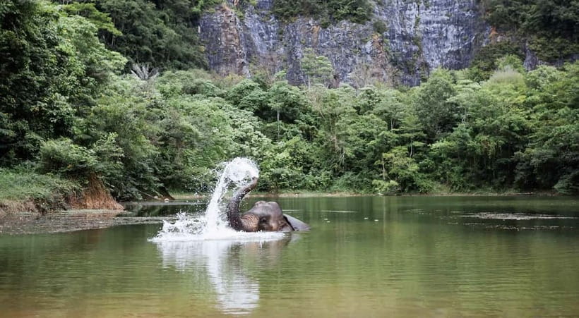 Krabi: Ethical Elephant Sanctuary & Tiger Cave Temple Tour - What the elephant visit feels like in practice