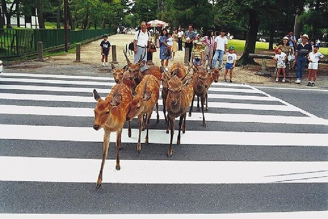 Kyoto and Nara Day Trip from Kyoto - Nijo Castle and the world of the shogun