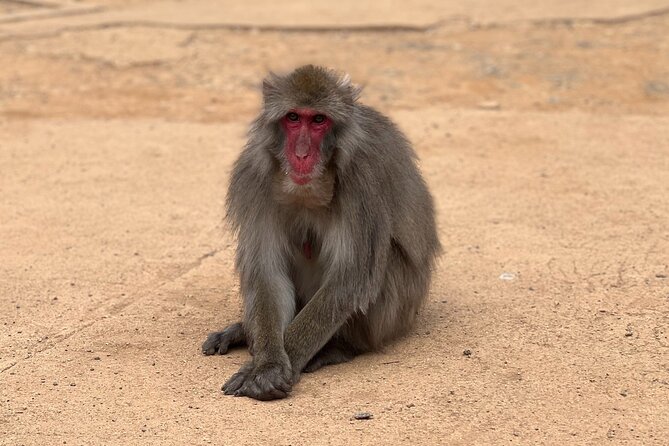 Kyoto: Arashiyama Bamboo Forest, Monkeys, Matcha & Temple Tour - Nonomiya Shrine among the moss and trees