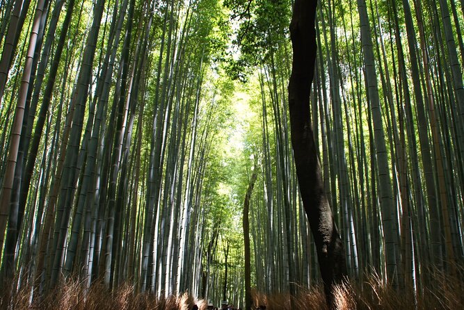 Kyoto: Arashiyama Bamboo Forest, Monkeys, Matcha & Temple Tour - Togetsukyo Bridge and the Katsura River