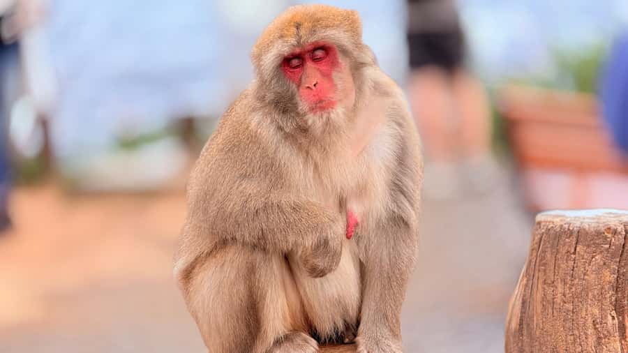 Kyoto: Fushimi, Arashiyama - Bamboo, Monkey, Torii & Secrets - Who should book this walking tour