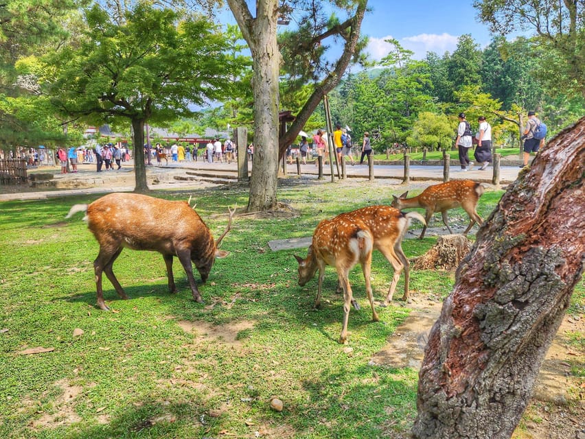 Kyoto: Nara, Todaiji, Kasuga Taisha Shrine Private Full Day - Nara Park and the famous Sika deer