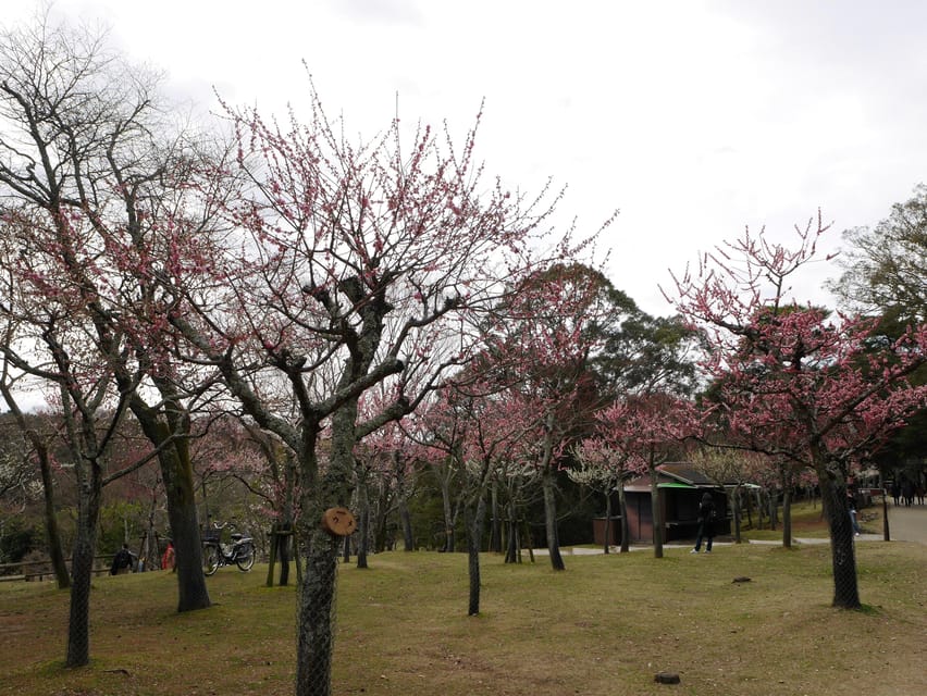 Kyoto: Nara, Todaiji, Kasuga Taisha Shrine Private Full Day - Train logistics and the real price of the day