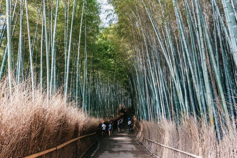 Kyoto: Nijo Castle, Kiyomizu & Fushimi Inari Guided Tour - What the bilingual guide adds