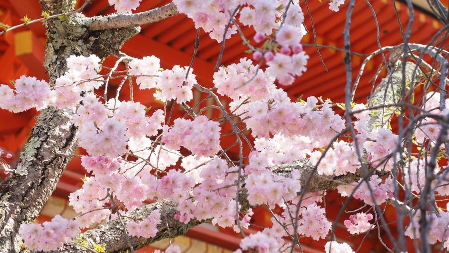 Kyoto: Ninnaji Temple Entry Ticket - Walking the two-hour Omuro Pilgrimage
