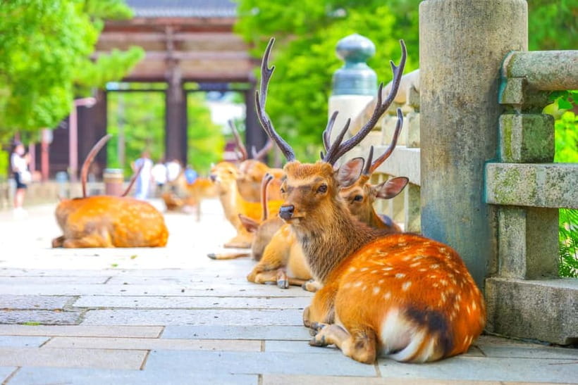 Kyoto/Osaka: Kinkakuji, Bamboo Forest, and Nara Deer Park - Key points to know before booking