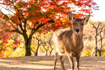 Kyoto/Osaka: Kinkakuji, Bamboo Forest, and Nara Deer Park