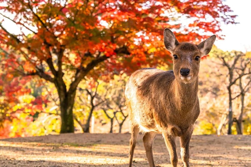 Kyoto/Osaka: Kinkakuji, Bamboo Forest, and Nara Deer Park - Arashiyama bamboo forest and the Katsura River