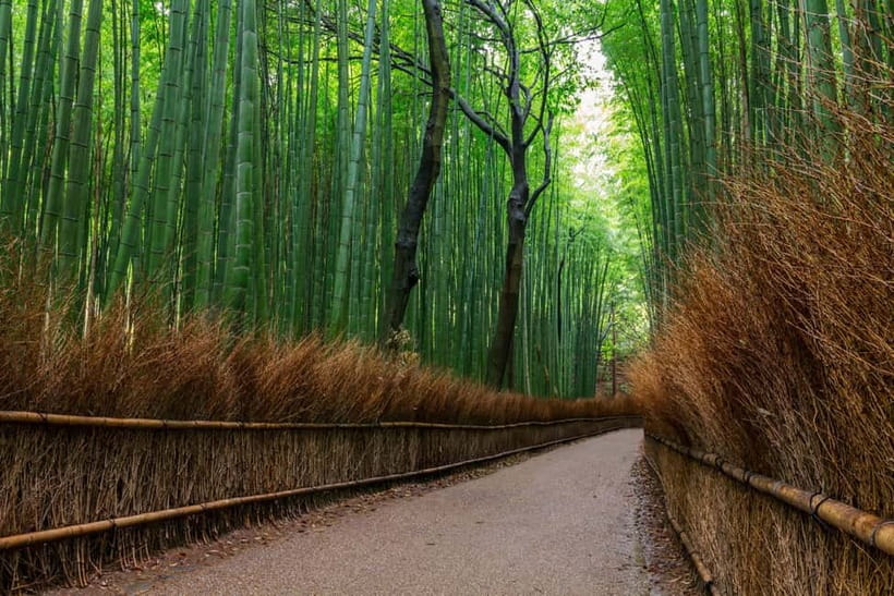 Kyoto/Osaka: Nara, Fushimi Inari Taisha, Arashiyama Bus Tour - Why this three-stop route works