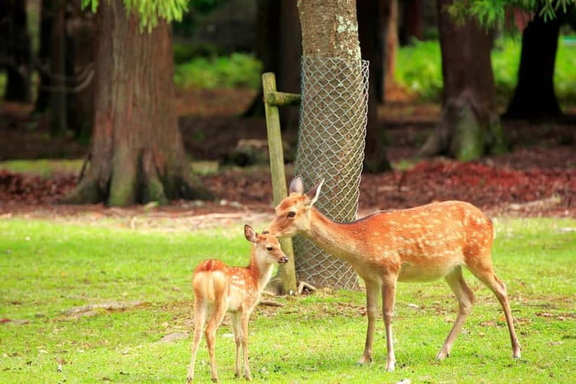 Kyoto/Osaka: Nara, Fushimi Inari Taisha, Arashiyama Bus Tour - Bamboo Forest and Nonomiya Shrine
