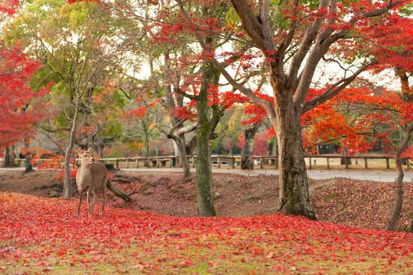 Kyoto/Osaka: Nara, Fushimi Inari Taisha, Arashiyama Bus Tour - Togetsukyo Bridge, Kimono Forest, and the footbath