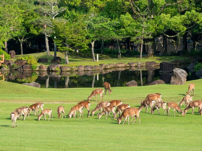Kyoto/Osaka: Nara, Fushimi Inari Taisha, Arashiyama Bus Tour - How the bus and guide shape the day