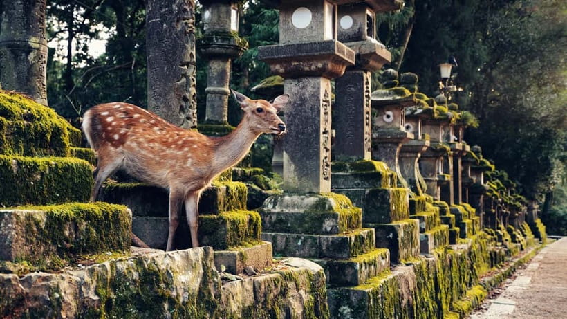 Kyoto/Osaka: Nara, Fushimi Inari Taisha, Arashiyama Bus Tour - What to pack and what to expect physically