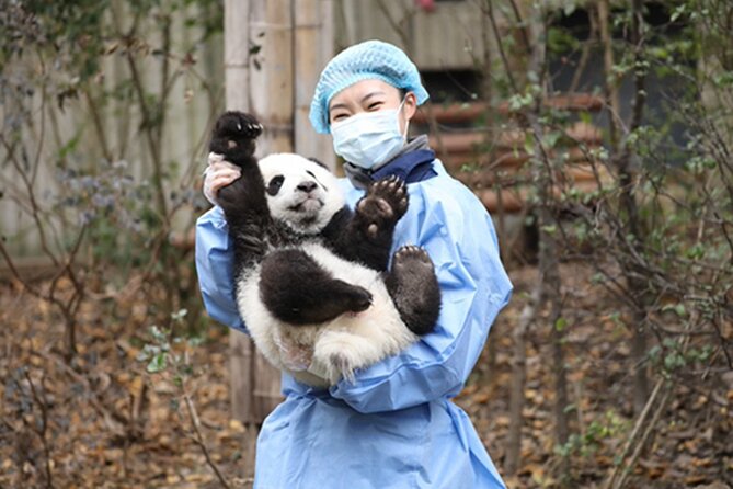 Leshan Buddha + Panda Base or Old Tea House Private Day Tour - Why this Chengdu day trip works