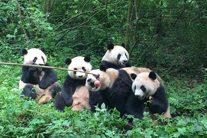 Leshan Buddha + Panda Base or Old Tea House Private Day Tour - Timing, food, and extra costs