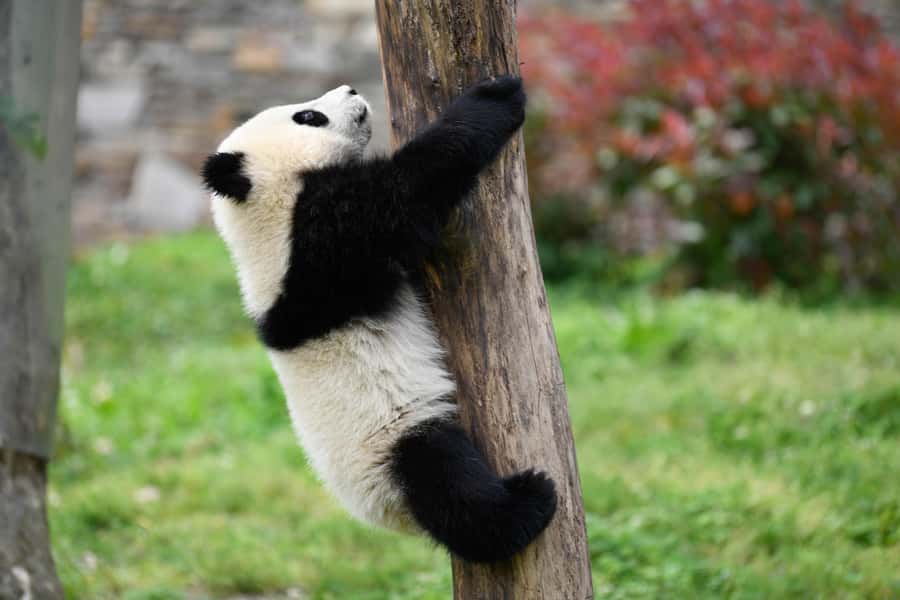 Leshan Grand Buddha Scenic Area and Panda Park Day Tour - Crowds, walking, and who should choose this day