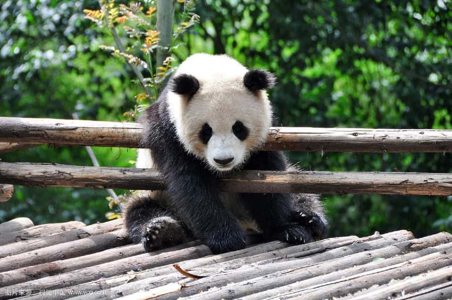 Leshan Grand Buddha Scenic Area and Panda Park Day Tour - Two Chengdu icons in one very full day