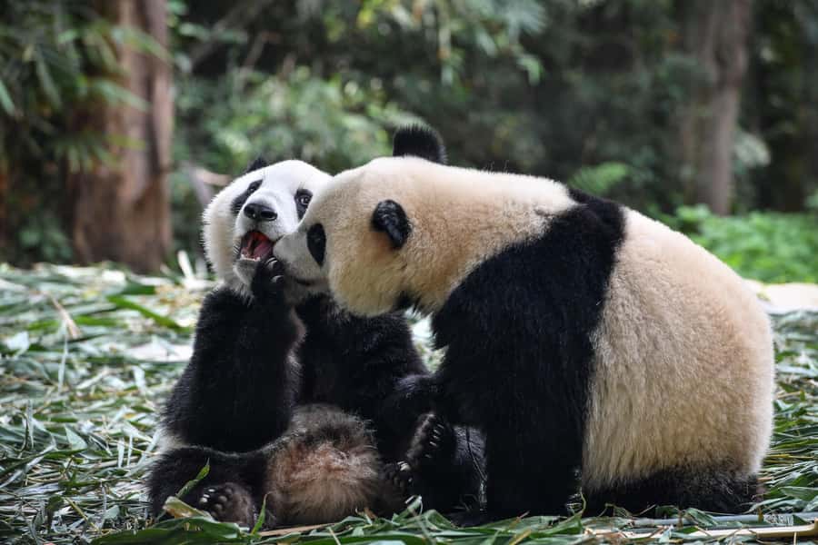 Leshan Grand Buddha Scenic Area and Panda Park Day Tour - Lingyun Temple and the meaning behind the statue