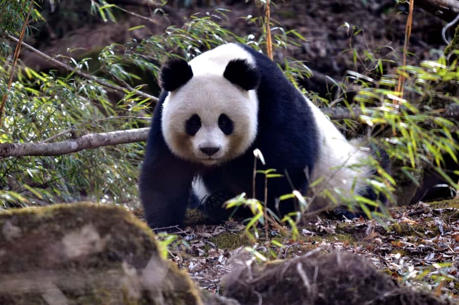 Leshan Grand Buddha Scenic Area and Panda Park Day Tour - Morning pickup inside Chengdu’s second ring road
