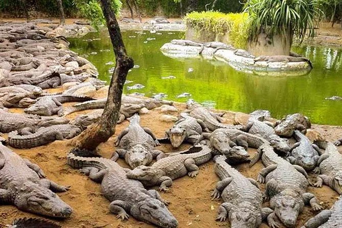 Mahabalipuram walking tour by certified travel company - Pancha Rathas and the art of carving temples from stone