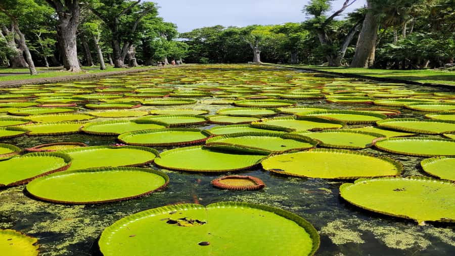 Mauritius: Northern Tour w/Port Louis Market, Temple & Beach - Port Louis Market and the View from Fort Adelaide